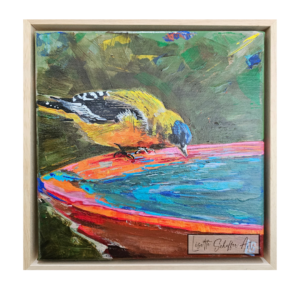 Great tit sipping water